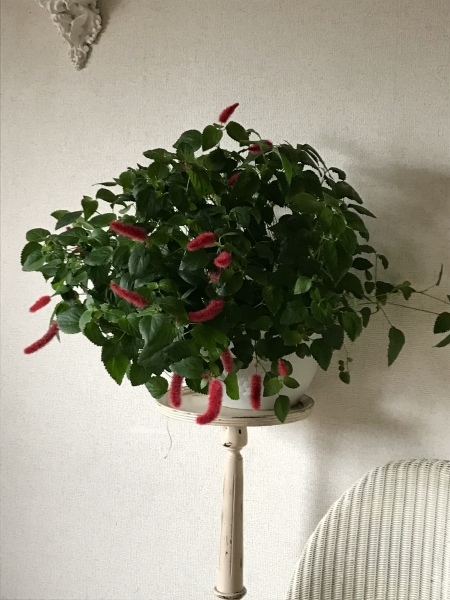 d0125776_11531406.jpeg