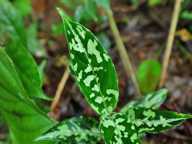 Aglaonema pictum\"Purple rain\" BNN from sibolga timur【AZ0516-2e】_a0067578_18493945.jpg