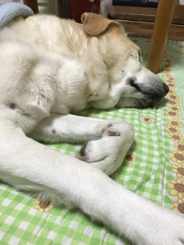 f0315081_21060650.jpeg