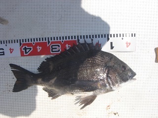 e0147297_14484476.jpg