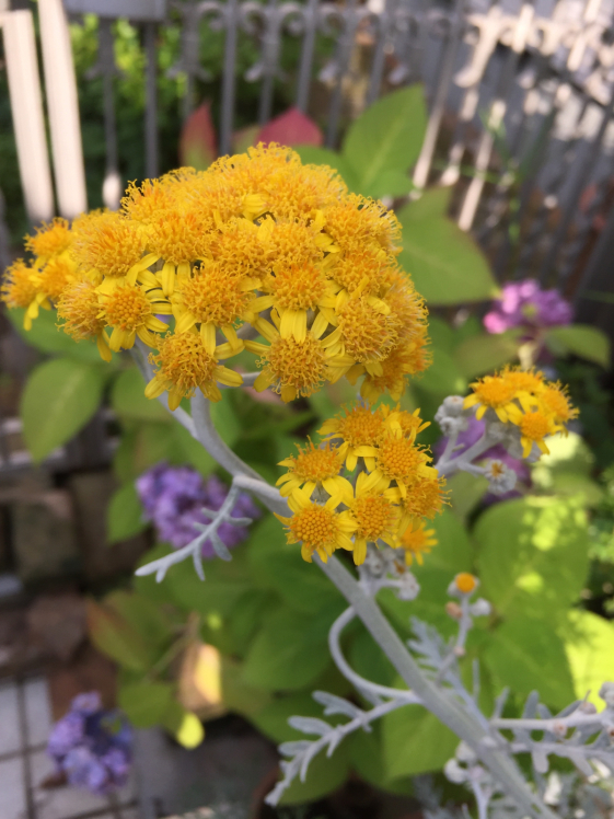 レモンユーカリのドライができました。 : Lupinus Garden