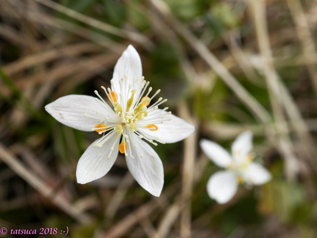 Mt. Tanigawa-dake looking for spring flowers._e0385501_16252723.jpg