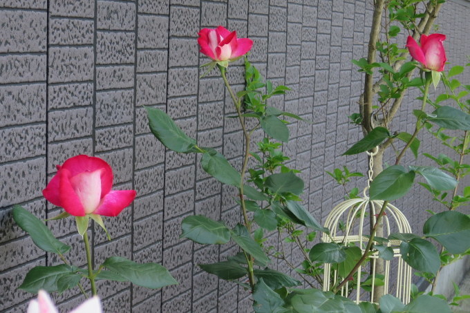 a0214206_13344993.jpg