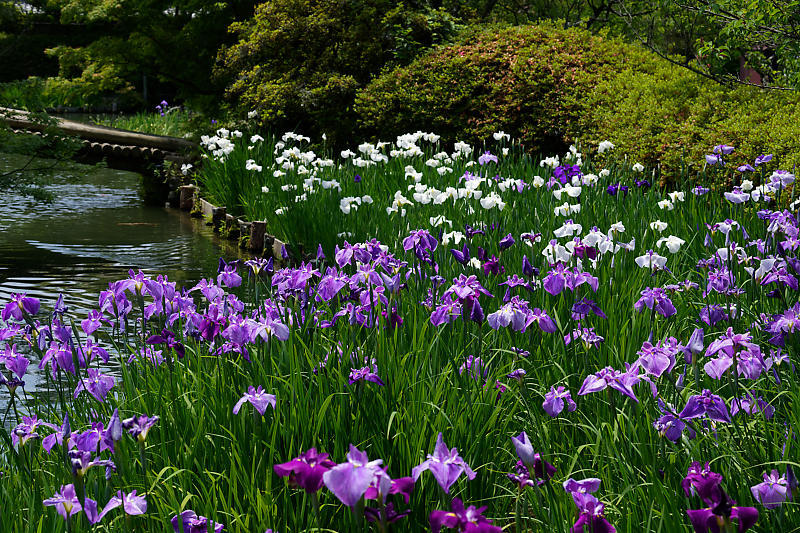 花菖蒲＠梅宮大社_f0032011_21283980.jpg