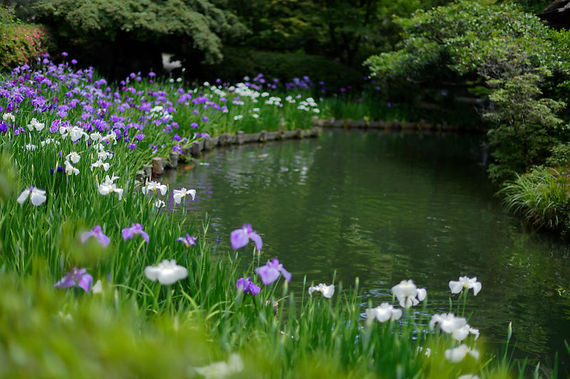 花菖蒲＠梅宮大社_f0032011_21283994.jpg