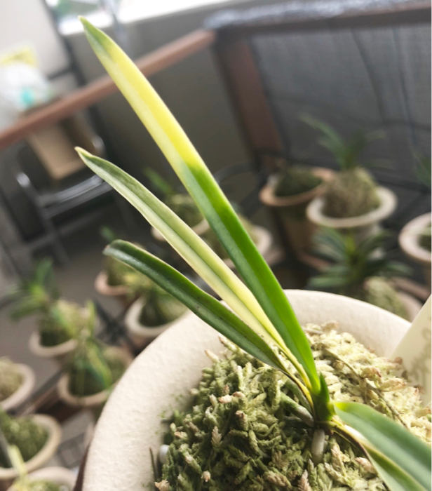 Yahoo!オークション - 富貴蘭【南海雪虎】3本立ちに子1つき