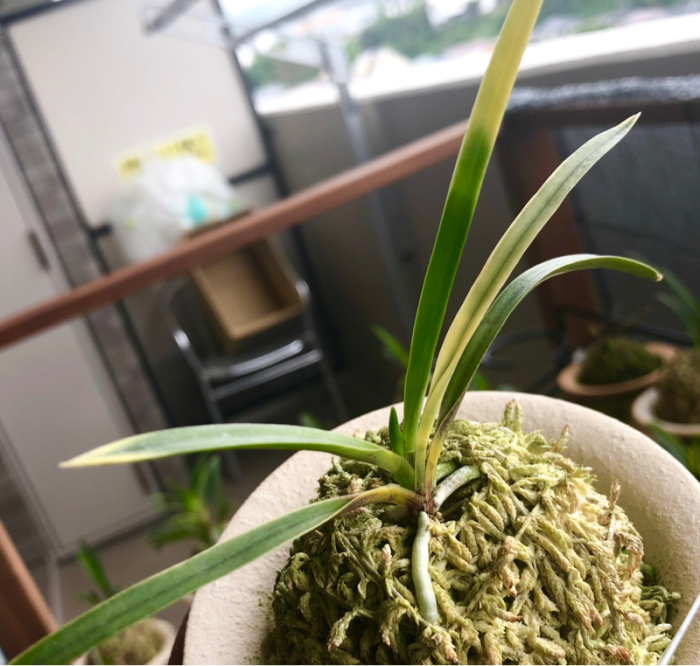 幻の虎斑 : □ サムライ オーキッド □ 富貴蘭 セレクトショップ
