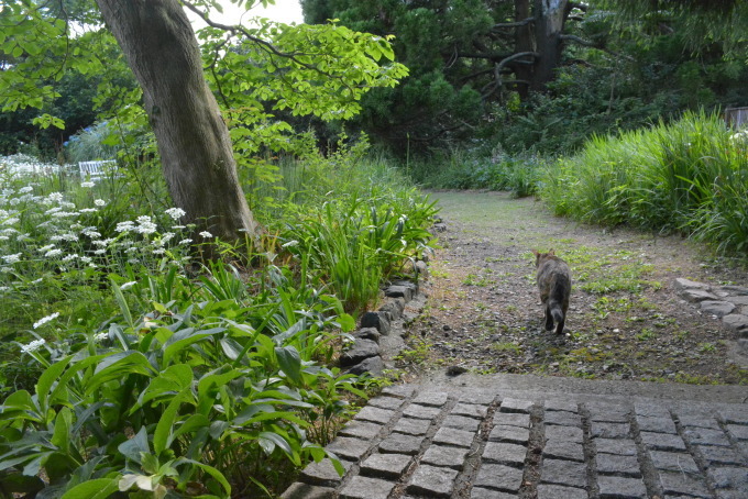 【参】癒しを求めて梅雨直前ツー。庭園散策と青紙。_d0221319_09202922.jpg