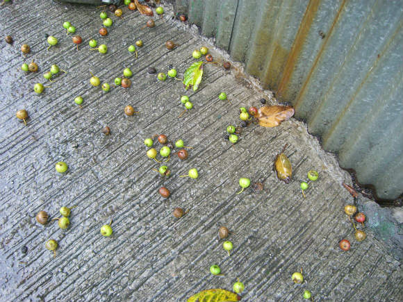 雨の中で匂いを食べたり　熱の中で影や日陰を探したり_b0367632_21384800.jpg