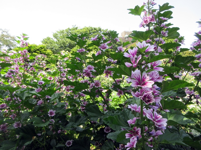 【紫陽花のように色が変わるマロウのハーブティー】_b0009849_1624622.jpg