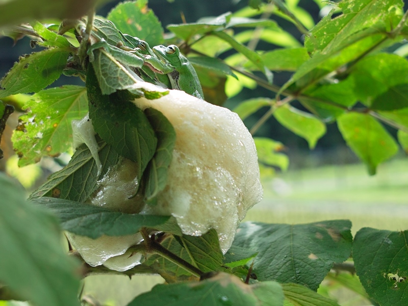 子孫繁栄・・・田んぼの畦豆とサトイモ_d0005250_19295566.jpg