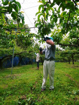 熊本梨　岩永農園　令和3年も8月上旬からの出荷に向け順調に成長中！ただし今年は出荷が少し早まるかもです_a0254656_17482706.jpg