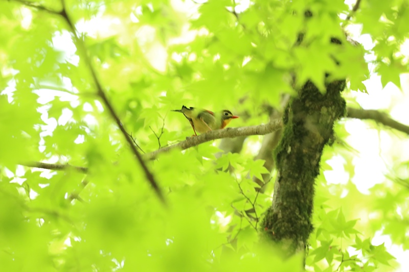 鳴声の賑やかな鳥さん♪_a0167759_1134495.jpg