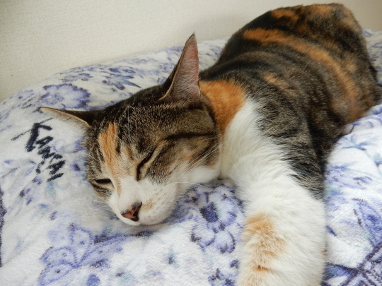 ’18,6,7(木)「竹むら」で女子会!_f0060461_08592909.jpg