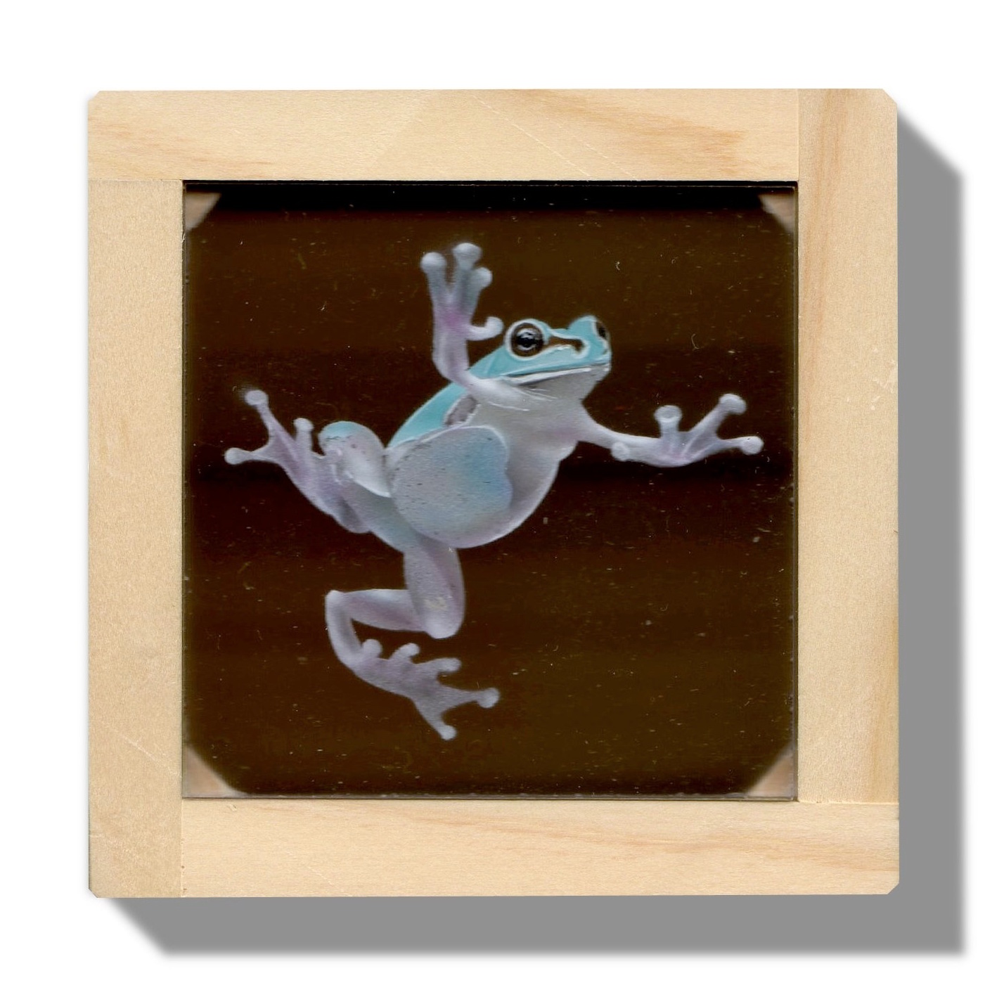 リアリズム絵画:「透明板アート」碧いニホンアマガエル2 (Tree frog)_a0021565_14325973.jpg