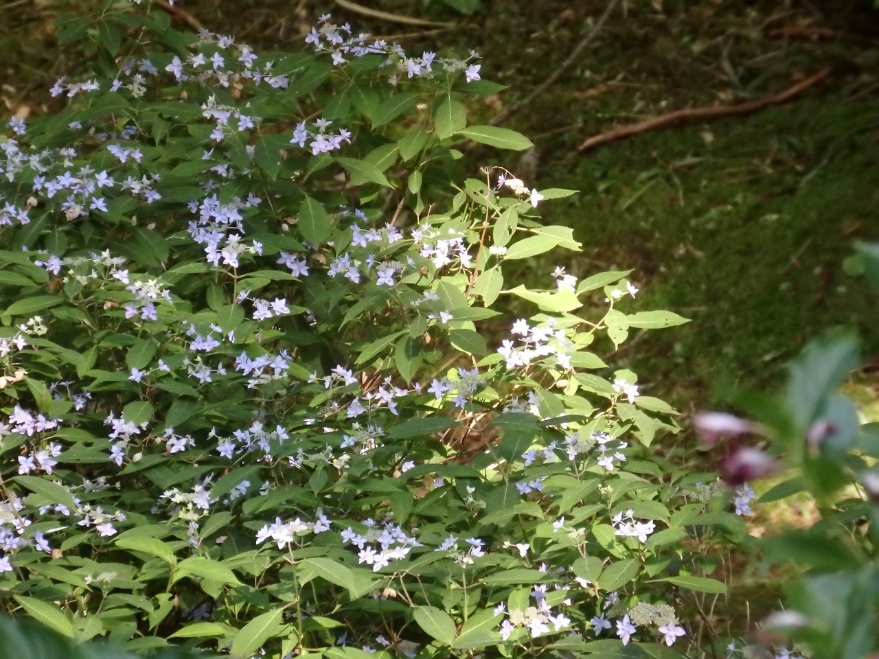 d0054276_20414144.jpg