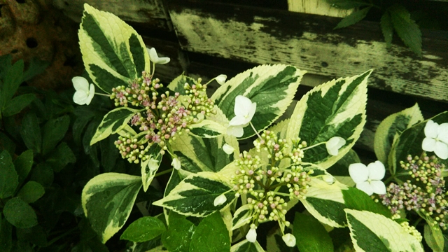 f0366679_23161470.jpg