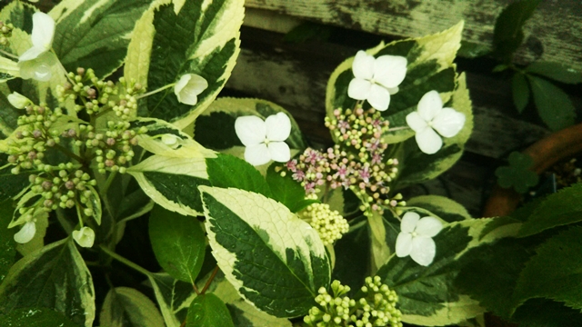 紫陽花の季節がやって来た♪_f0366679_23163398.jpg