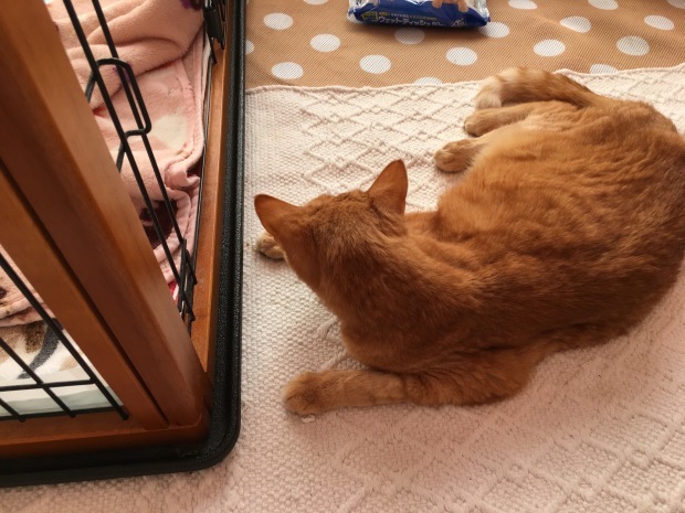 b0377882_17233181.jpeg