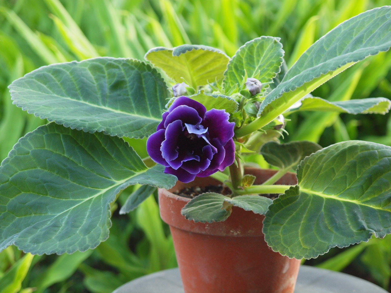 グロキシニア Flowers