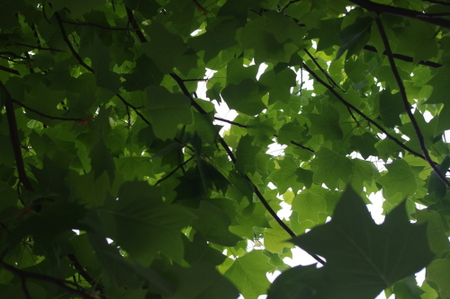 c0337494_17111913.jpg