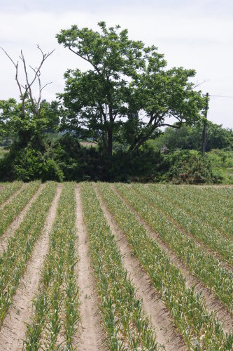 c0337494_17164485.jpg
