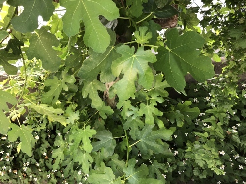 f0215094_17271741.jpeg