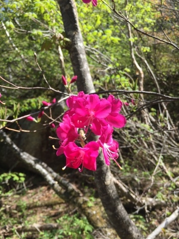 蝶ヶ岳　常念岳_d0237801_18355808.jpeg