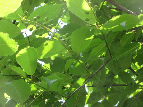 a0203003_20324408.jpg
