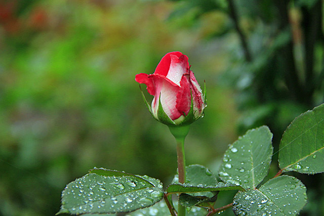 b0014607_20421172.jpg