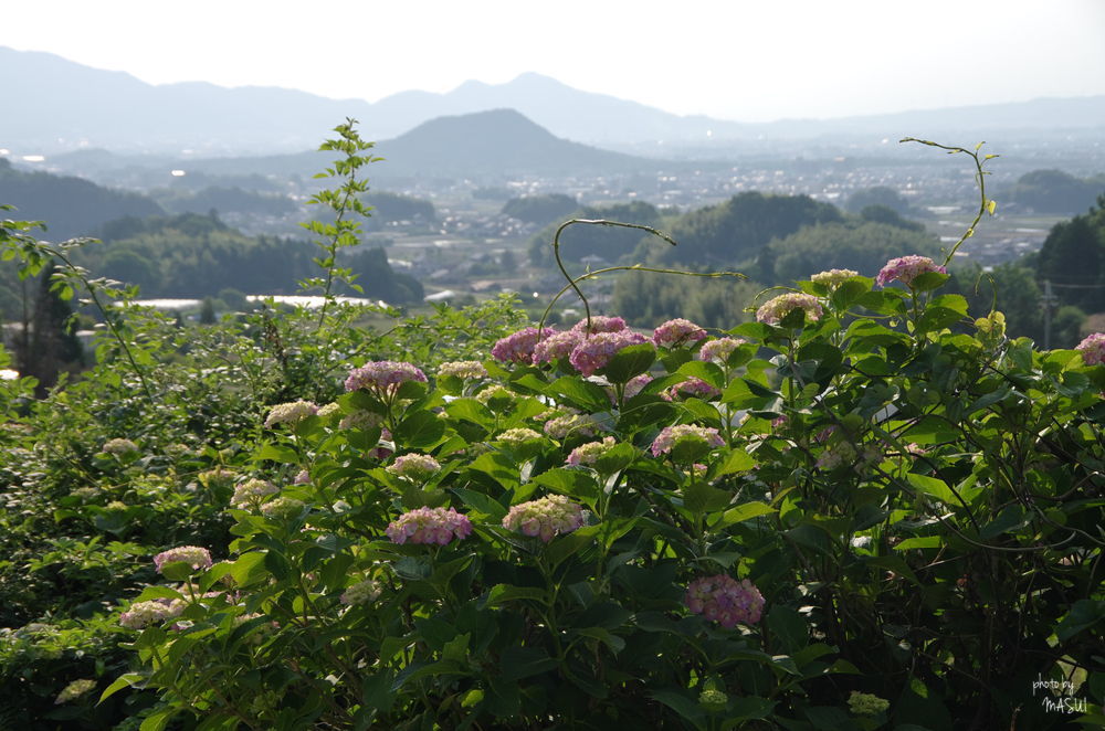 桜井市高家　あじさい_d0342307_22461226.jpg