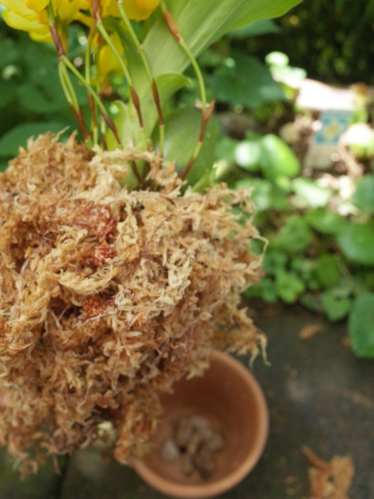 リカステ アロマティカの植え替え_e0276411_00060482.jpg