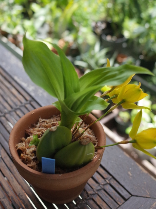 リカステ アロマティカの植え替え_e0276411_00063718.jpg