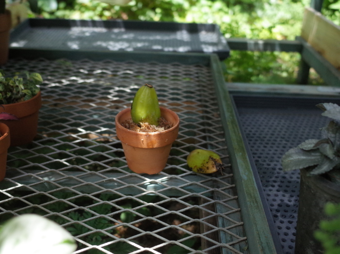 リカステ アロマティカの植え替え_e0276411_00064525.jpg