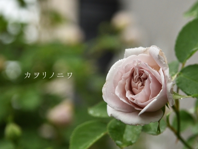 d0380314_20331545.jpg