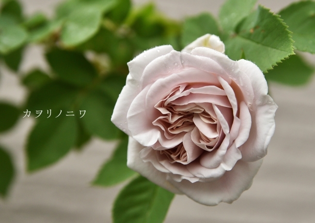 d0380314_20331844.jpg