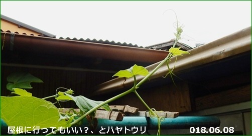 e0033229_18454081.jpg