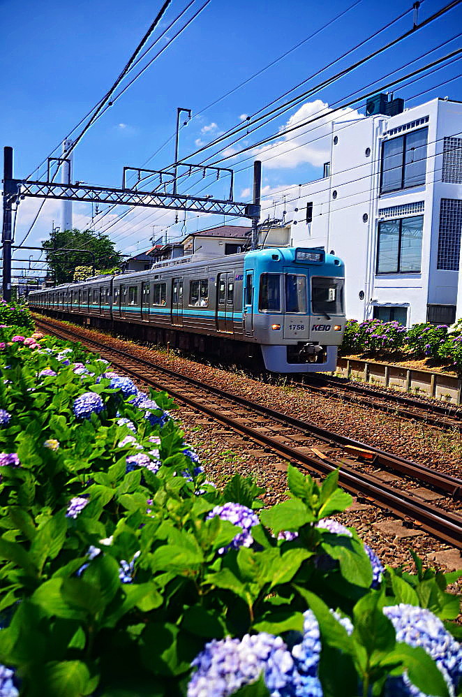 新世紀大江戸百景 その11 井の頭線 紫陽花風景 風の香に誘われて 風景のふぉと缶