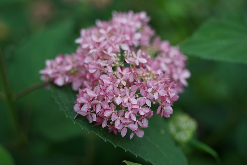 アナベル 花卉植栽備忘録
