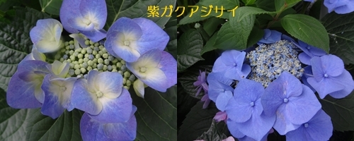 a0084343_09554837.jpg