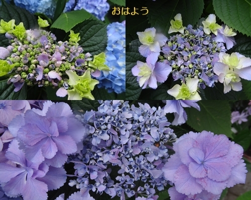 a0084343_11033403.jpg