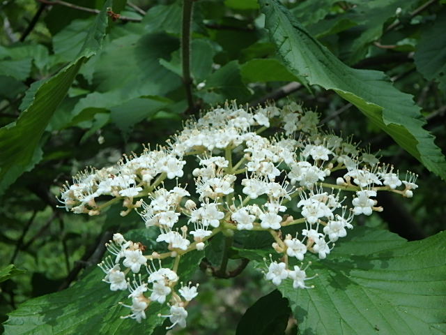f0334143_8301975.jpg