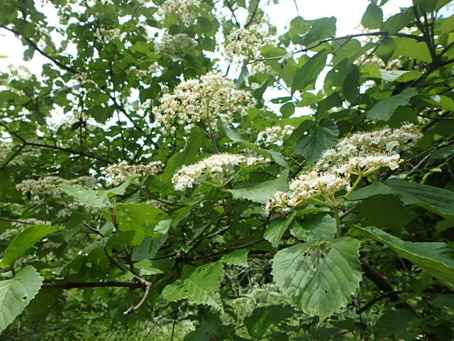 f0334143_830285.jpg