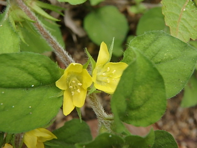 f0334143_8364110.jpg