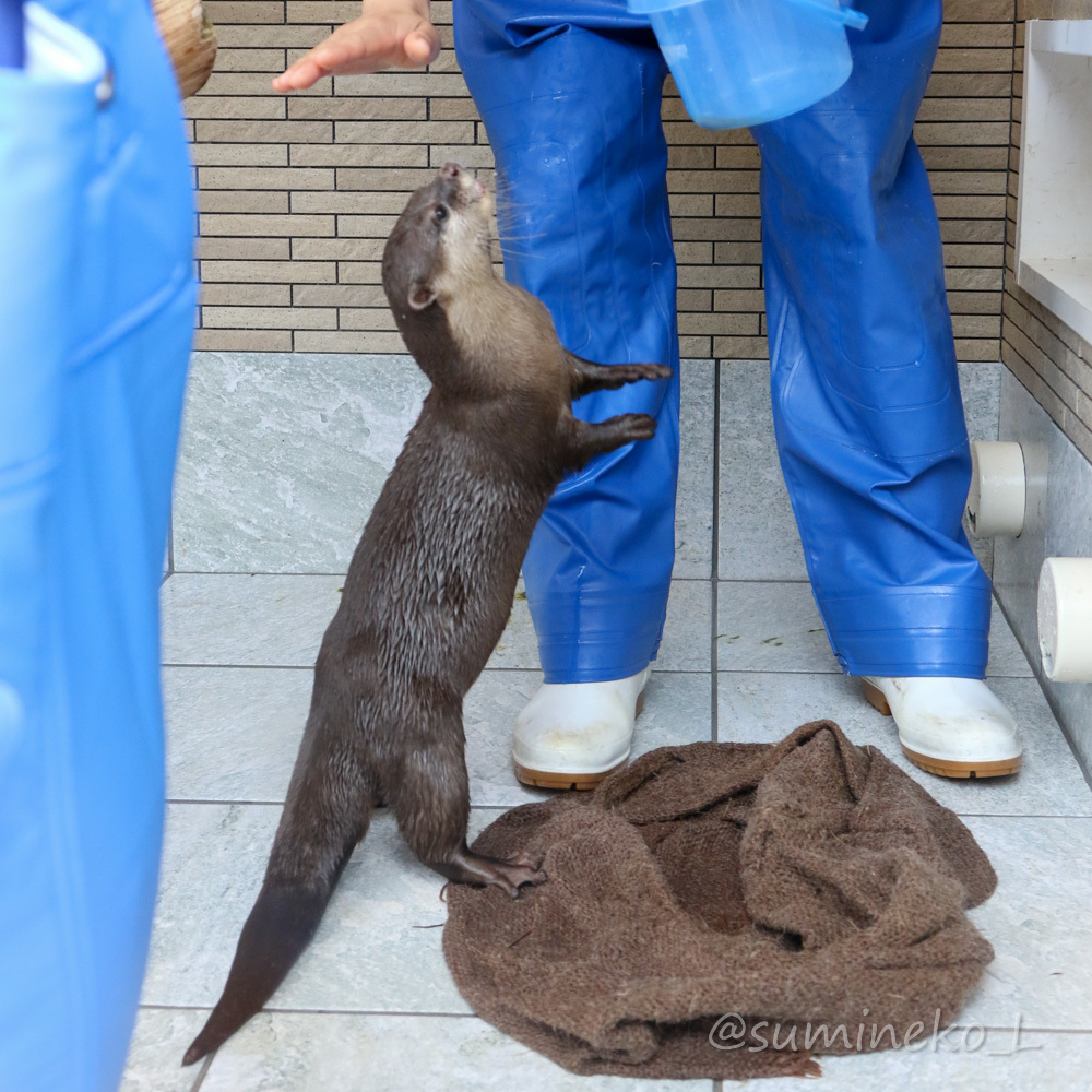 18 05 01 下田海中水族館 コツメカワウソふれあいの森 墨色の鳥籠