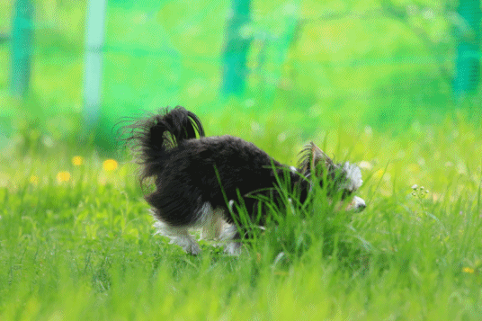 c0145250_11230857.gif