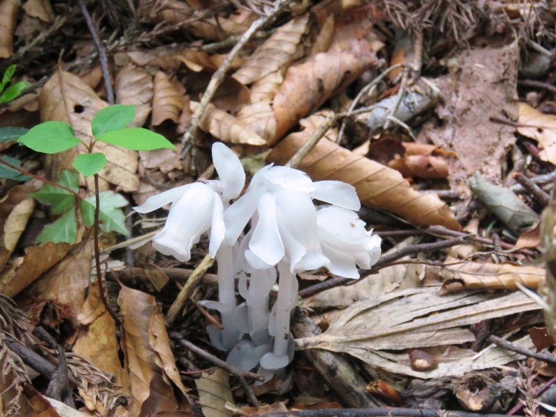 氷ノ山大段ケ平から扇ノ山_b0227552_20561470.jpg