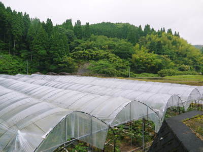 甘熟いちじく 着果の様子と惜しまぬ手間ひまの枝吊り作業、肥料散布の様子を現地取材_a0254656_17060863.jpg