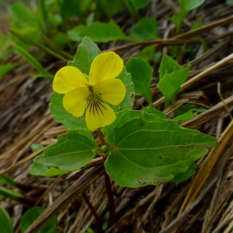 初夏の山を歩く。。。 !!_a0248459_14312446.jpg