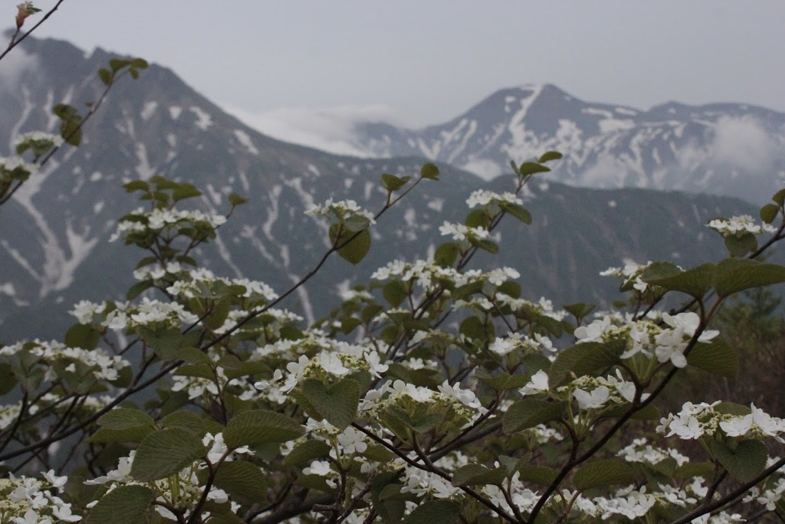 初夏の山を歩く。。。 !!_a0248459_14385364.jpg